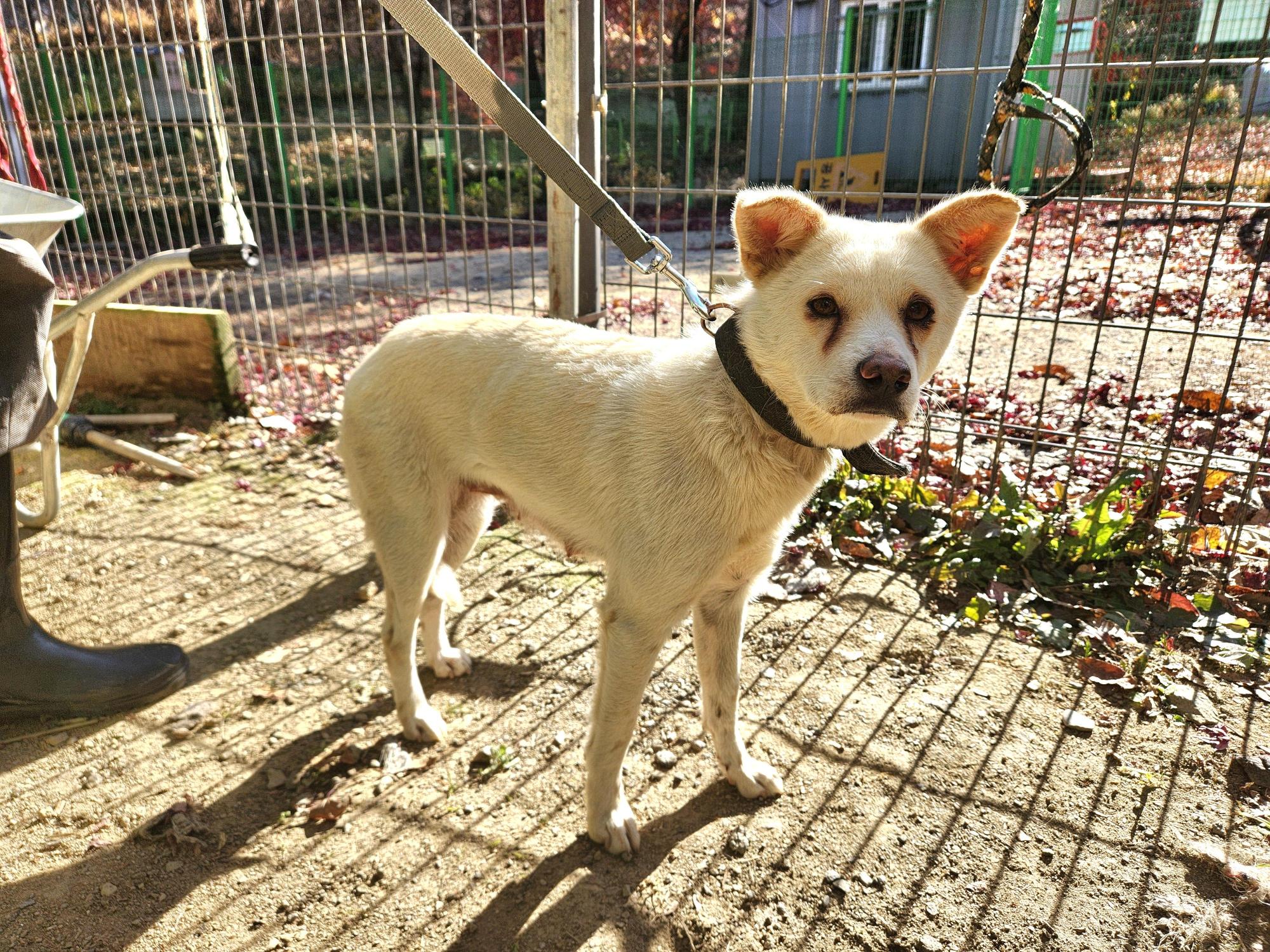 보호중 믹스견의 가…